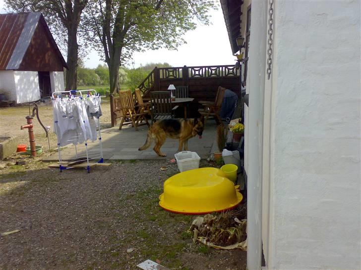 Schæferhund freja <"33 - nu gå jeg ind billede 3