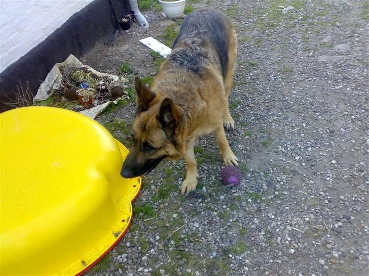 Schæferhund freja <"33 - hvem kommer billede 4