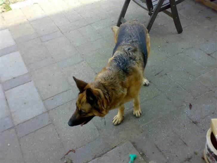 Schæferhund freja <"33 - der var noget billede 5