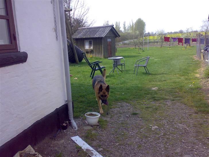 Schæferhund freja <"33 - nu skal vi lege billede 6