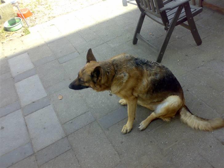 Schæferhund freja <"33 - jeg sover billede 7