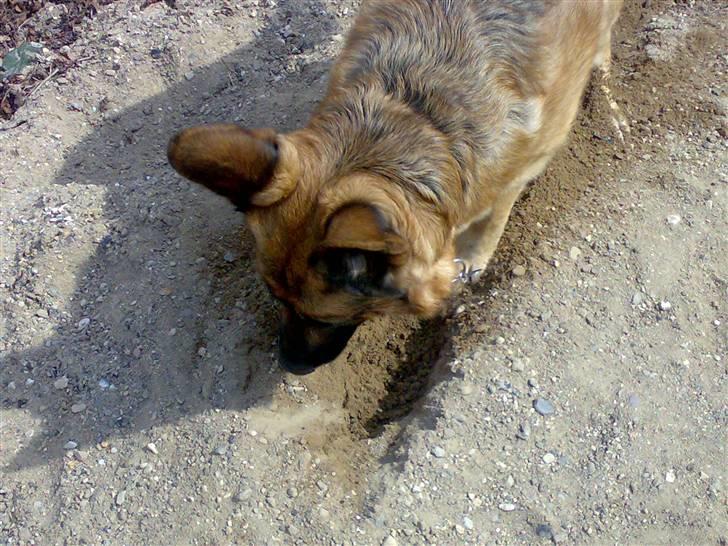 Schæferhund freja <"33 - se mit hul billede 8