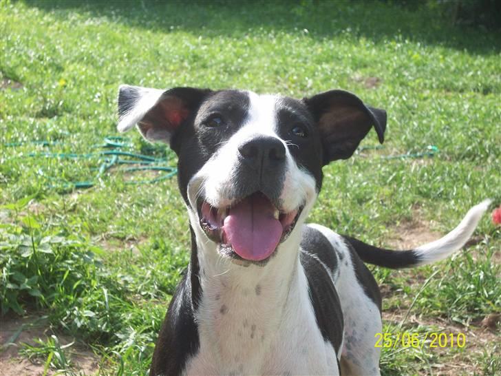 Blanding af racer Donna billede 11