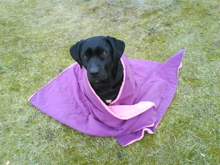 Labrador retriever mOlly  billede 3