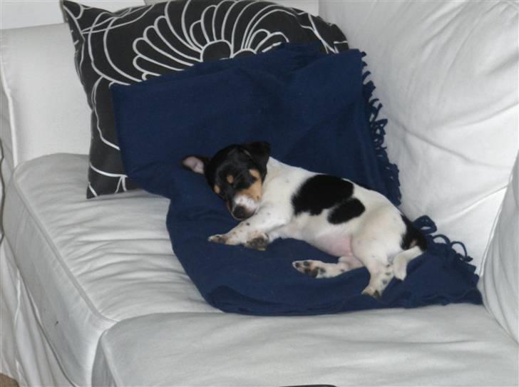 Jack russell terrier Sophie billede 8
