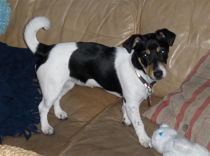 Jack russell terrier Sophie - Se hvor stor jeg er blevet!! billede 9
