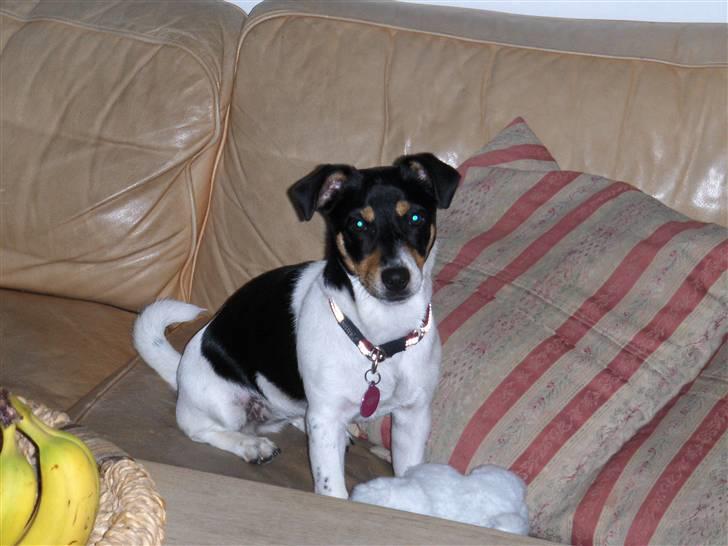 Jack russell terrier Sophie billede 10