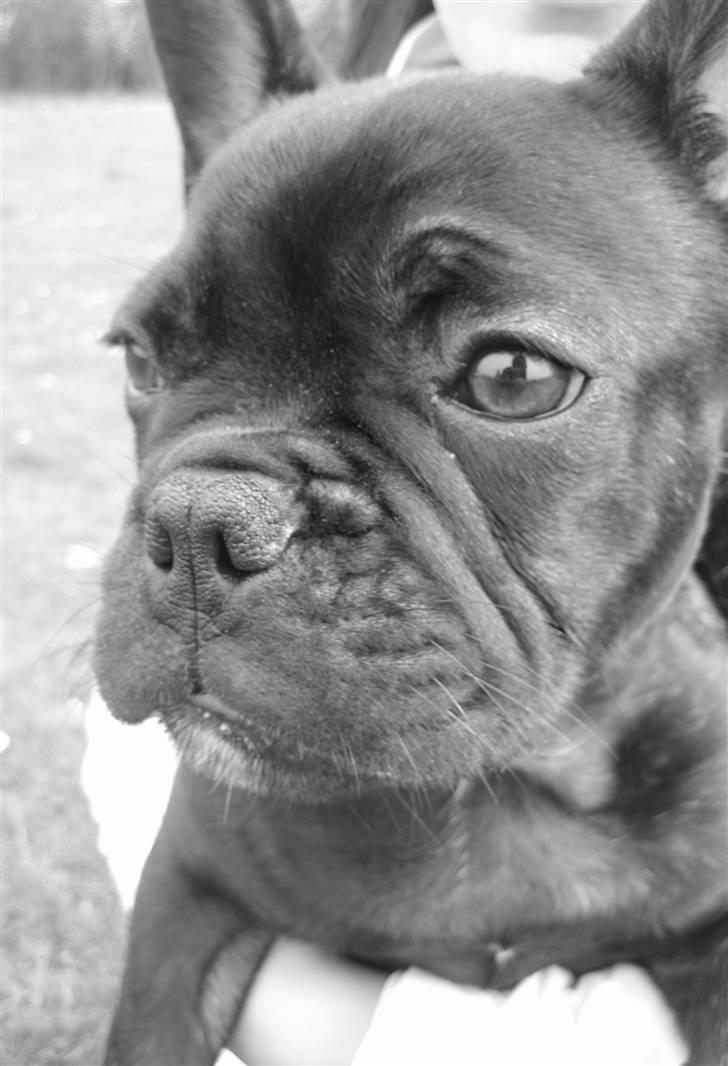 Fransk bulldog Herkules billede 13