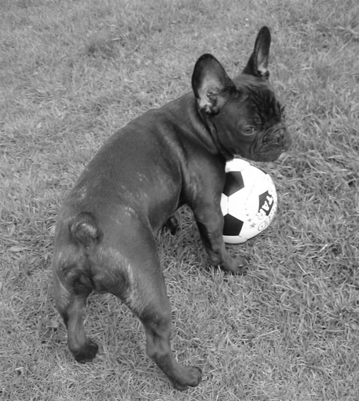 Fransk bulldog Herkules billede 14