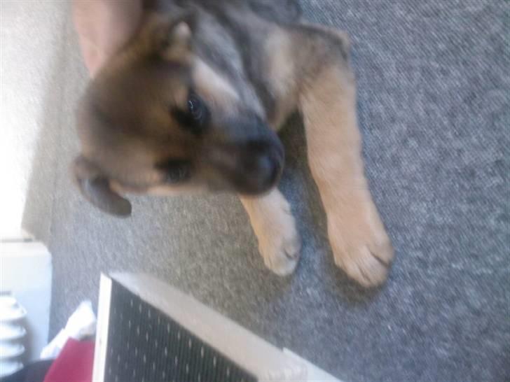 Blanding af racer Gizmo billede 1