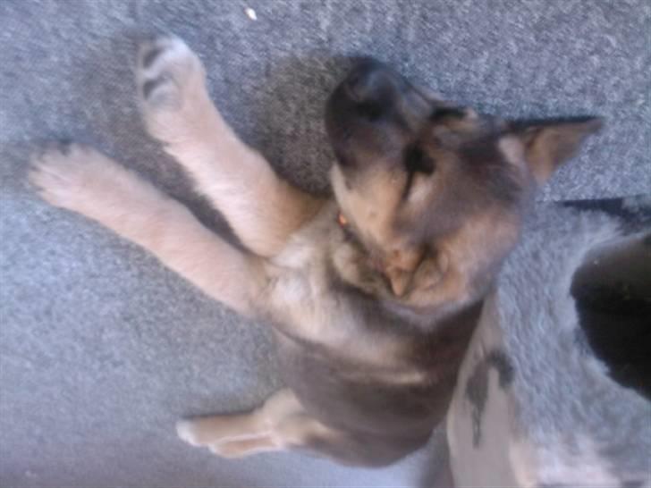 Blanding af racer Gizmo billede 2