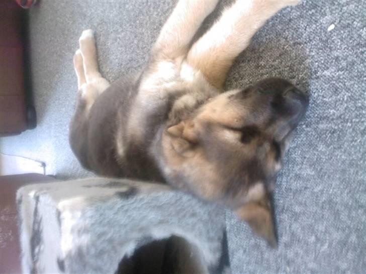 Blanding af racer Gizmo billede 3