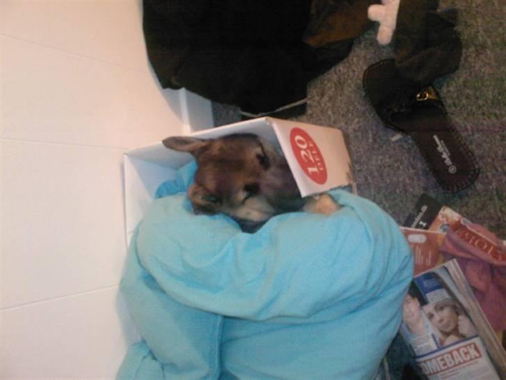 Blanding af racer Gizmo billede 4