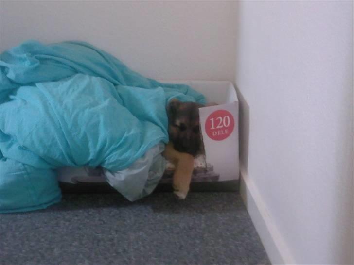 Blanding af racer Gizmo billede 5