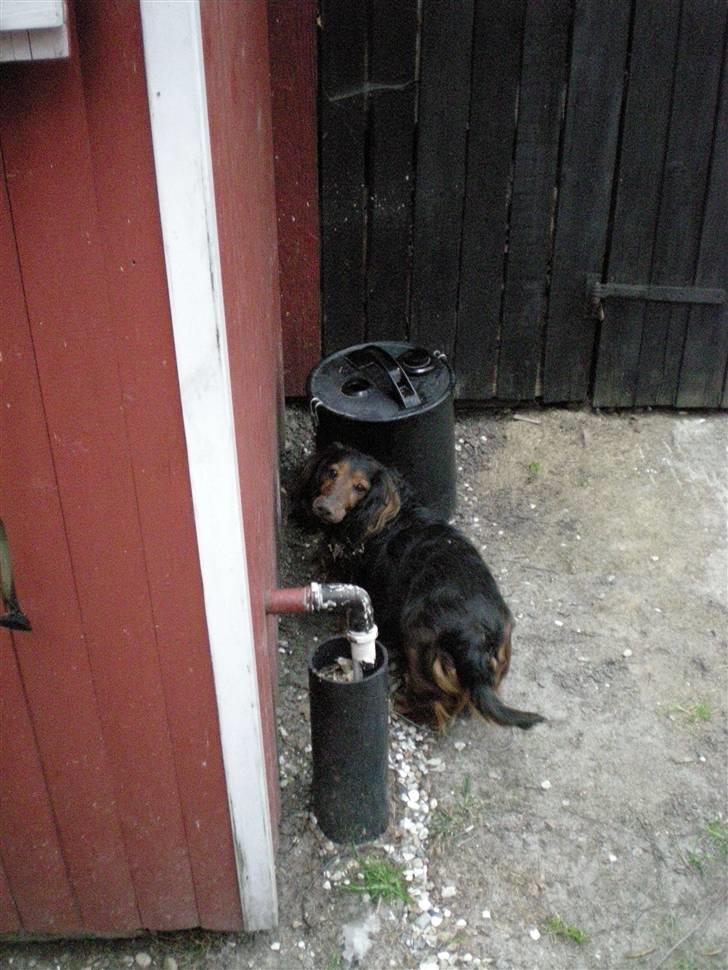 Dværggravhund Tyson billede 7