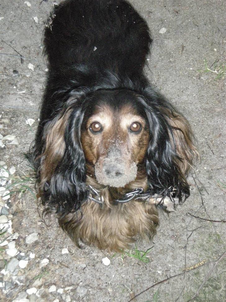 Dværggravhund Tyson billede 8