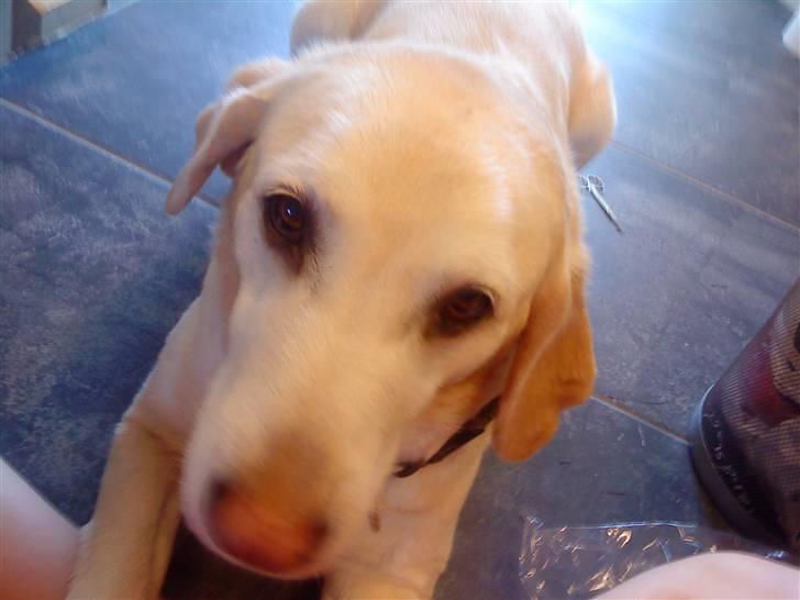 Labrador retriever Jack - Han er bare så NUTTET!!!!  *Foto: Christa billede 1