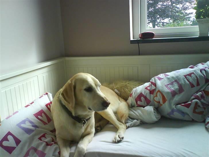Labrador retriever Jack - Der ligger han i min seng... *Foto: Christa billede 2