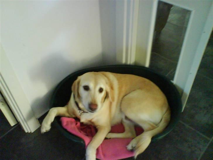 Labrador retriever Jack - Hvad laver du.? *Foto: Christa billede 4