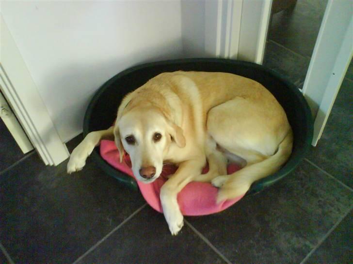 Labrador retriever Jack - Han er da fin, ikk.? *Foto: Christa billede 5