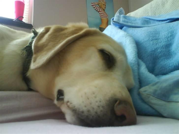 Labrador retriever Jack - Ligger altså lige og sover.. *Foto: Christa billede 6