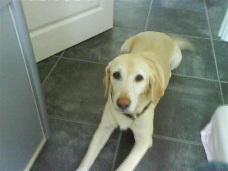 Labrador retriever Jack - Elsker dette billed... *Foto: Christa billede 7