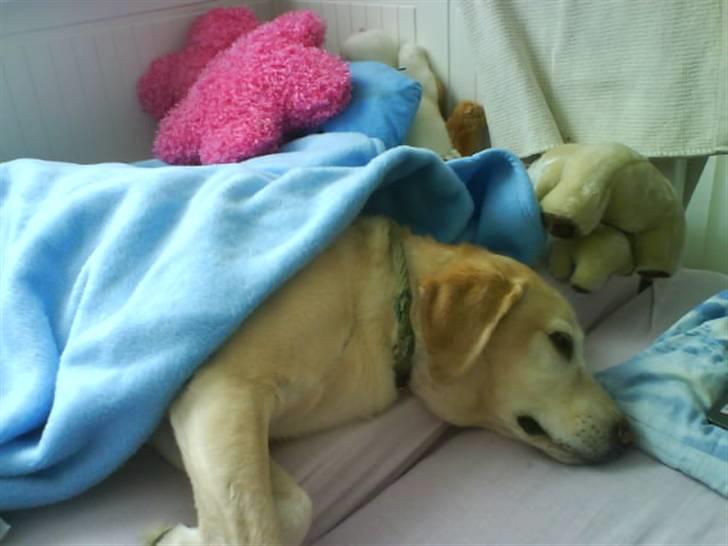 Labrador retriever Jack - Hehe, Christa gav mig tæppe på.. *Foto: Christa billede 9