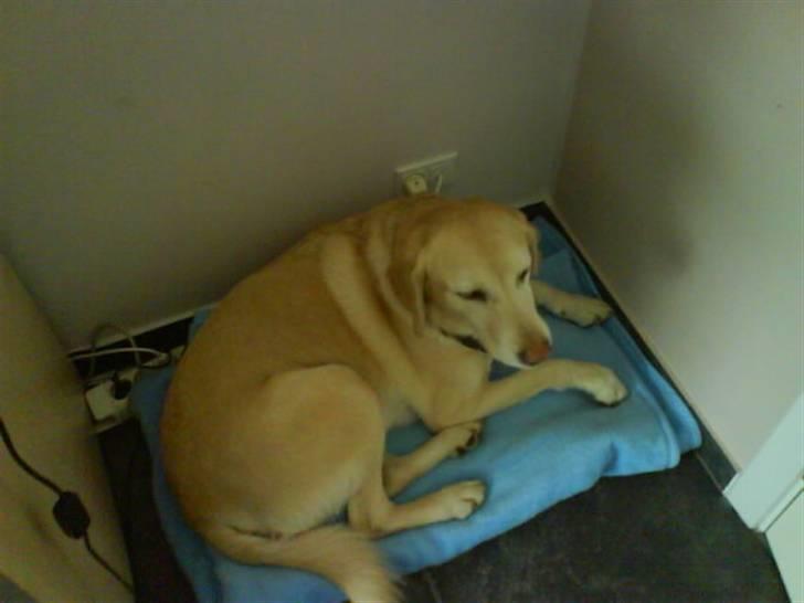 Labrador retriever Jack -  Mit tæppe!! Fattet.? *Foto: Christa billede 10