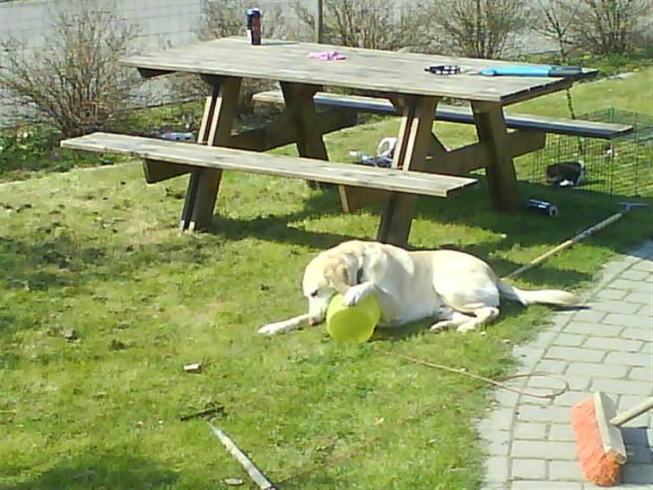 Labrador retriever Jack - Arr. Arr. Den smager godt.. *Foto: Christa billede 11
