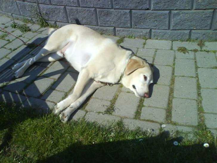 Labrador retriever Jack - Gad vide om jeg en dag bliver brun af det her.. xD *Foto: Christa billede 15