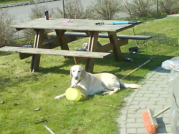 Labrador retriever Jack - Hej.. Det er altså min skål! *Foto: Christa billede 16