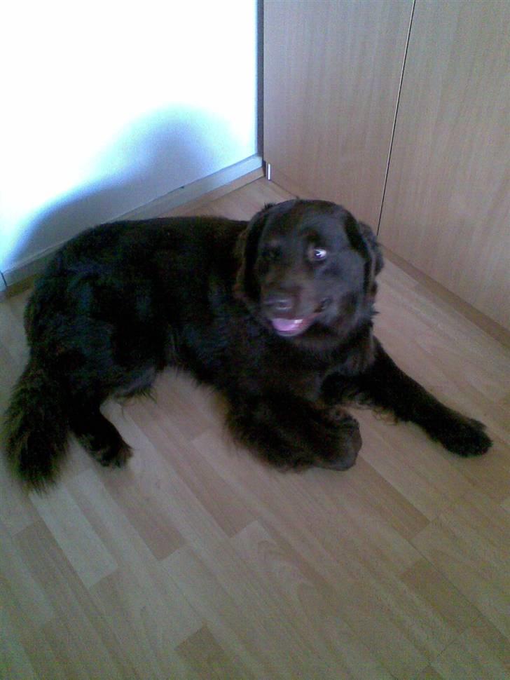 Blanding af racer Boss billede 1