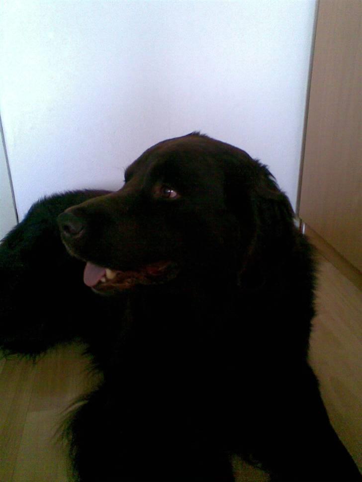 Blanding af racer Boss billede 2