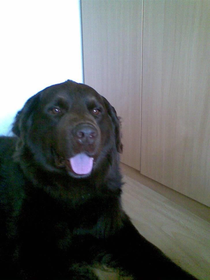 Blanding af racer Boss billede 3