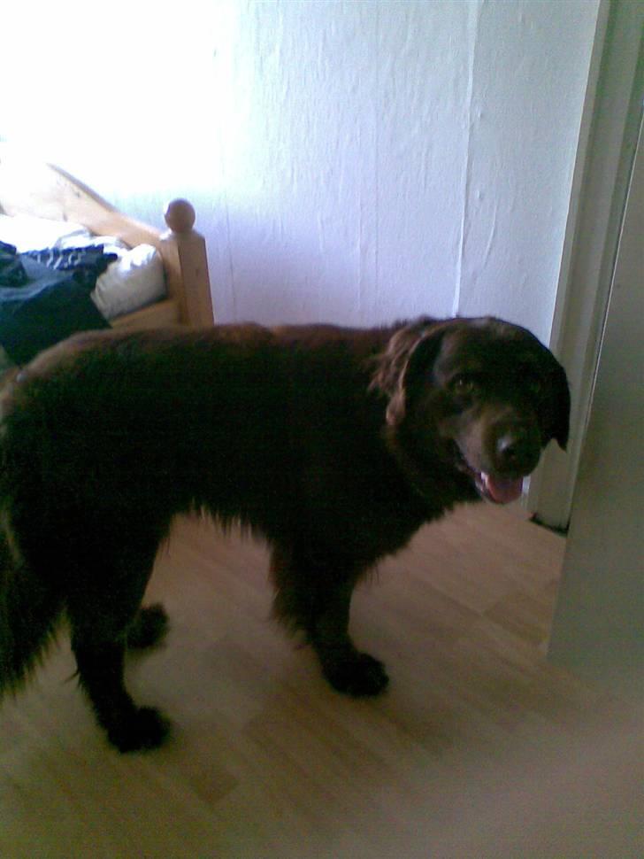 Blanding af racer Boss billede 4