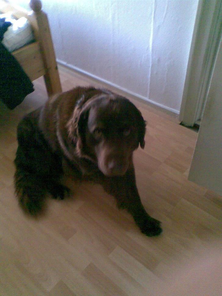 Blanding af racer Boss billede 5