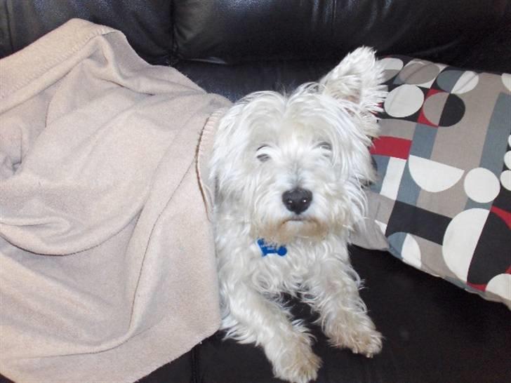 West highland white terrier Bølle  - Her Han Er :P billede 1