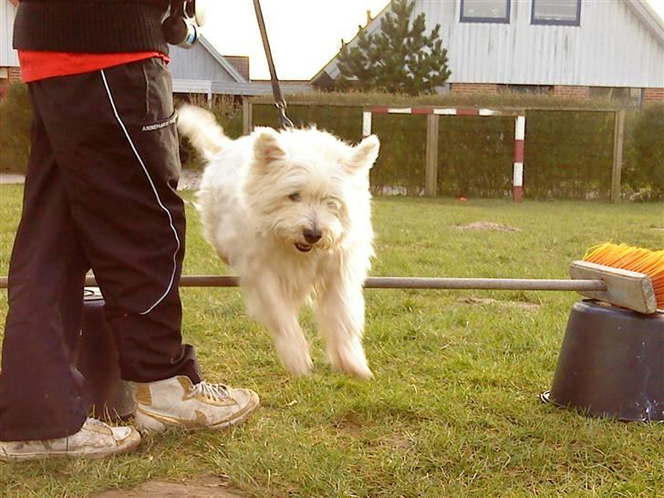 West highland white terrier Bølle  - Elsker BaarE Nåårhh Søøde Christina LaDeR Miigh Liig´´ I SoFaeN billede 2