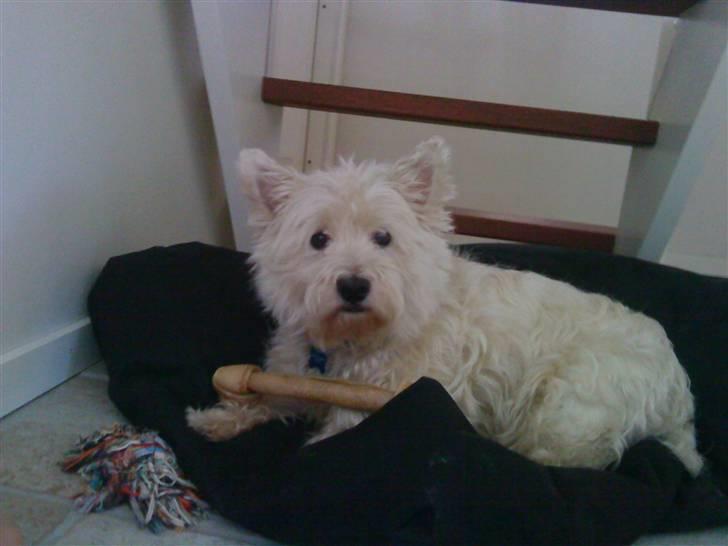 West highland white terrier Bølle  - Dejlig Seng billede 3