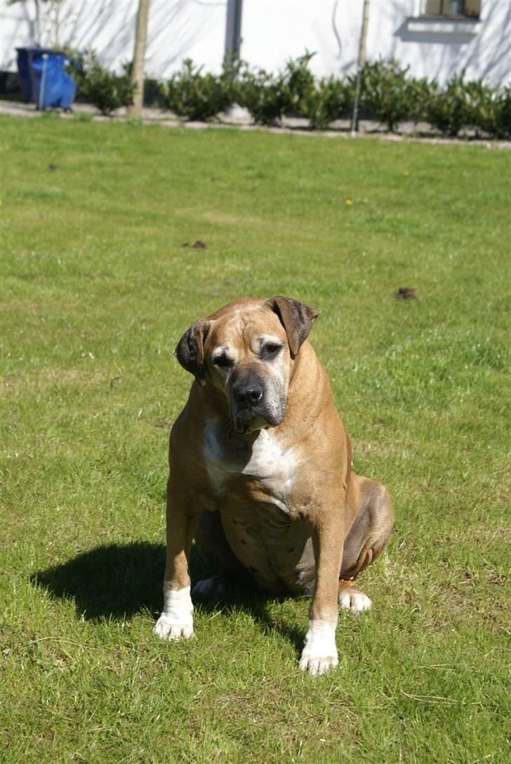 Amerikansk bulldog Nala * R * I * P * billede 1