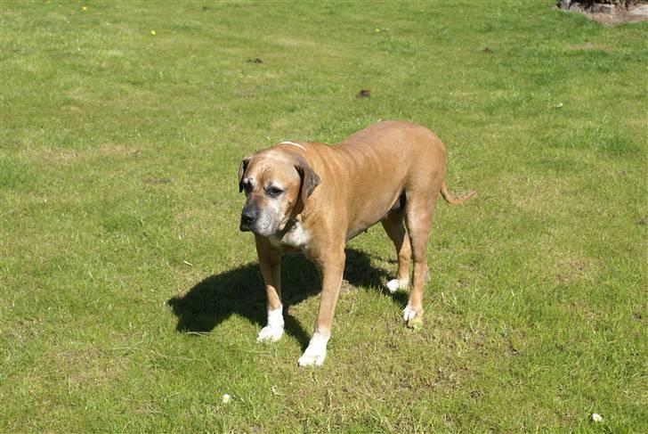 Amerikansk bulldog Nala * R * I * P * billede 2