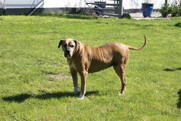 Amerikansk bulldog Nala * R * I * P * billede 3