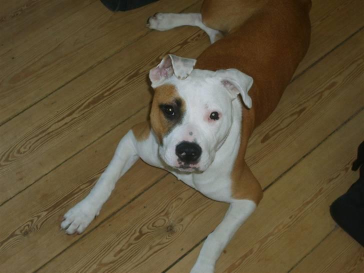 Blanding af racer Amy billede 3