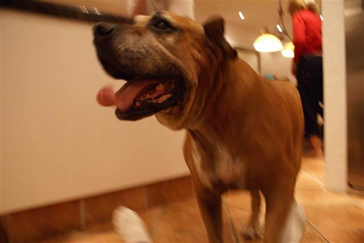 Amerikansk bulldog Nala * R * I * P * billede 4