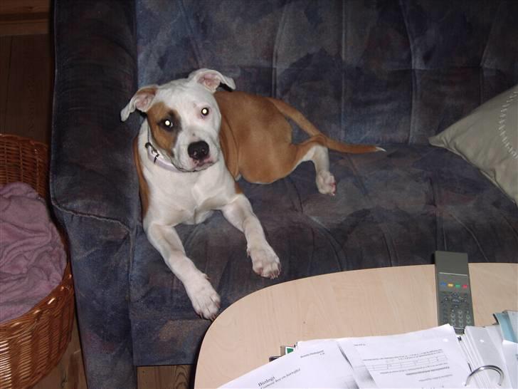 Blanding af racer Amy - Ummm lige sneget mig op i sofa. billede 5