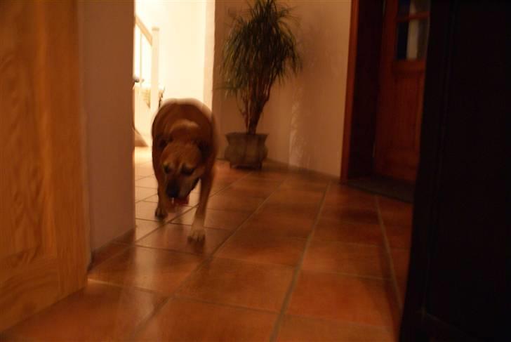 Amerikansk bulldog Nala * R * I * P * billede 5