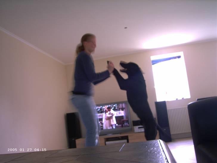 Blanding af racer Balou billede 14