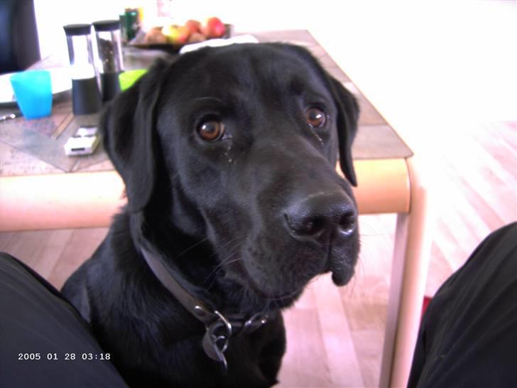 Blanding af racer Balou billede 15