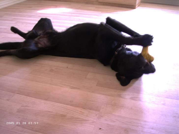 Blanding af racer Balou billede 16