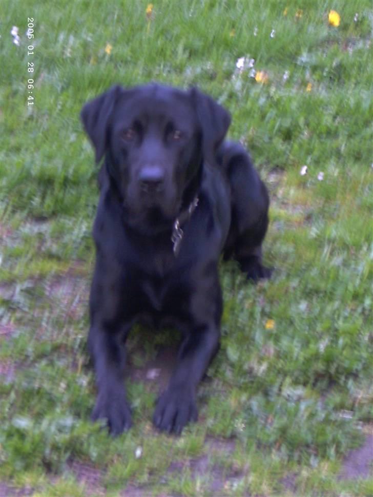 Blanding af racer Balou billede 17